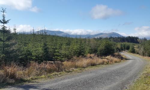 Grizedale Forest