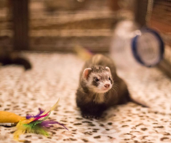 Wildlife Drawing ferrets