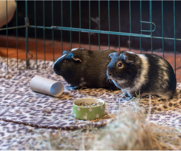 Wildlife Drawing guinea pigs