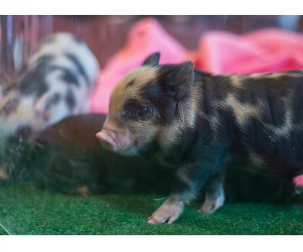 Miniature pigs