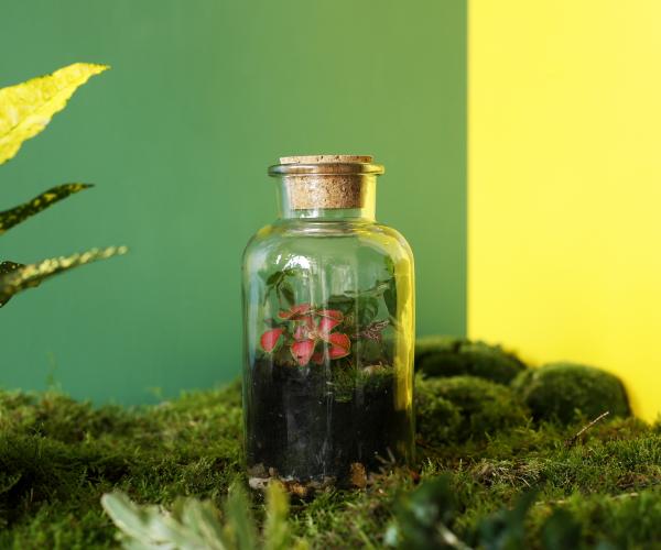 tinyjohn terrarium