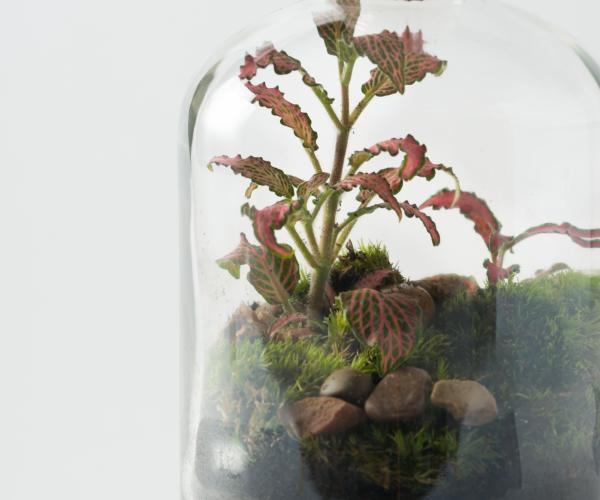 A terrarium made of a small green plant in a glass bottle