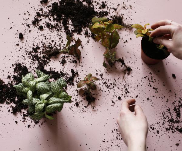 Hands using soil to make terrariums on a pink background