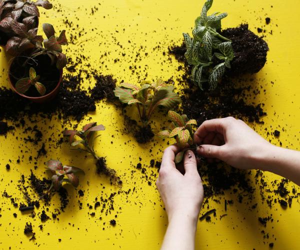 Hands using soil to make terrariums on a yellow background