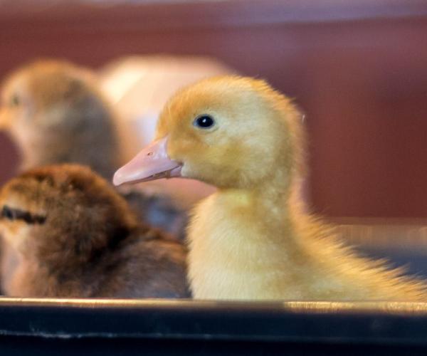 Chicks & Ducklings