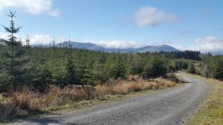 Grizedale Forest