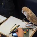 Wild Life Drawing session in progress with owl looking down on the person drawing