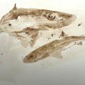 Painting of two dog fish in mud from the river they were spawned in