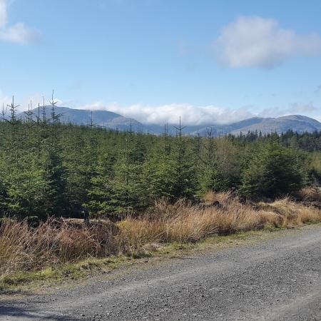 Grizedale Forest